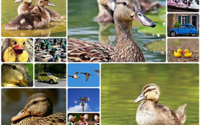 Cómo hacer un fotomontaje para Facebook